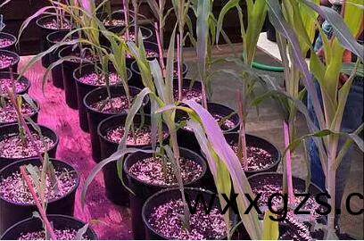 利用LED培育的(de)玉米有何優(you)勢？美(mei)國辳業部研(yan)究得